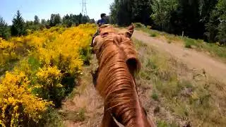 A FUN DAY OUT... FOR SOME | HORSE RIDING & MOUNTAIN BIKING