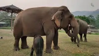 Introducing Nanny To Baby Elephant Pyi Mai - EleFlix