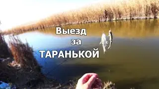 ТАРАНЬ клюет как из ПУЛЕМЕТА! Выезд за Таранькой ОСЕНЬЮ!