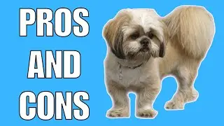 Lhasa Apso Pros And Cons | Should You REALLY Get A LHASA APSO?