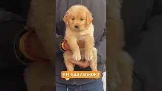 golden retriever puppy available