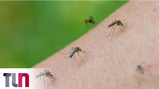 Invasión de mosquitos en La Plata y en la Ciudad de Buenos Aires