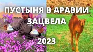 Пустыня зацвела в Саудовской Аравии 2023. Последствия аномальной погоды в Аравии!