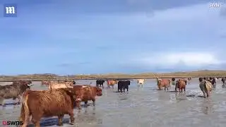 Cows make two mile journey across island to give birth