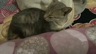 Cat disease & twitching and cramping of cat muscles.