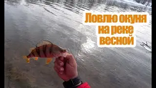 Ловлю окуня на реке весной. Рыбалка на Суре. Рыбалка на спиннинг.