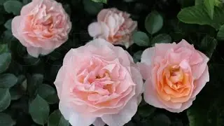 Что делать если розу надо срочно пересадить?