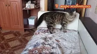 Котенок Кузя заставляет Барона выполнять команду ,, ЛЕЖАТЬ