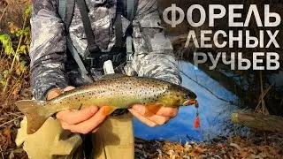 Дикая форель на лесном ручье. Осенняя рыбалка на спиннинг