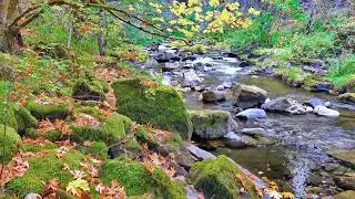 SOUNDS OF A QUIET FOREST.🌳🐤 CREEK FOREST_ BIRDS_WIND IN TREES.