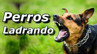 Perros Ladrando Muy Fuerte para molestar a tu perro o gato HD  6