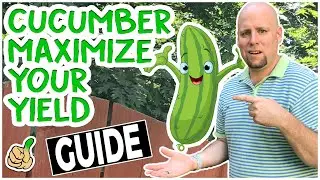 Growing Cucumber from Seed | BIG YIELDS WITH THESE TIPS