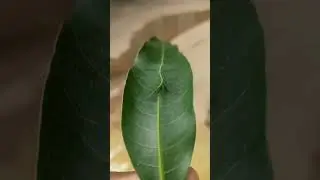 Мимикрия
