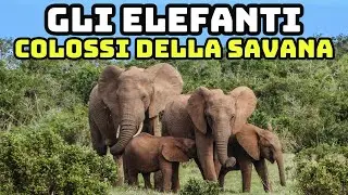 Gli Elefanti: colossi della Savana e gentili giganti dal grande cuore!