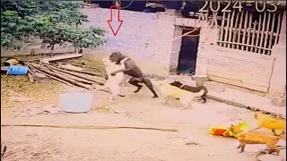 Bull terrier vs Cane Corso fight over dominance!!!