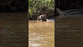 Jaguar kills caiman with unique hunting style!