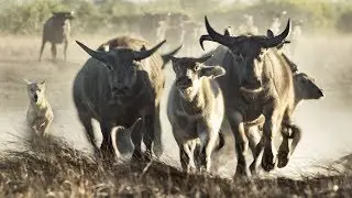 Extremely Rare Footage: Pack of Dingoes Hunting Asiatic Water Buffalo in Australia