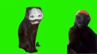 Green Screen Meme Funny black cat