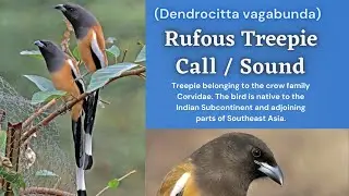 Rufous Treepie Call - Rufous Treepie Sound -  Vaal Kakkai - टकाचोर - chairoonaga - খয়রা হাঁড়িচাচা