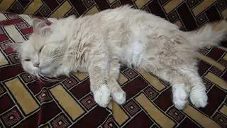 Кот Василий))) Мой любимец спит.