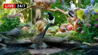 🔴24/7 LIVE Pet TV😺Squirrel and Bird Watching👀 Nature Fun for Cats & Dogs & Humans Alike (4K HDR)