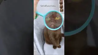 Советы от кошечки #питомцы #котики