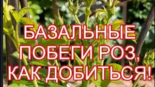 БАЗАЛЬНЫЕ ПОБЕГИ РОЗ, ЧЕМ СПРОВОЦИРОВАТЬ ИХ РОСТ!