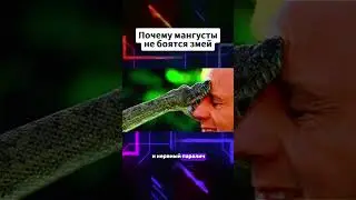 Почему мангусты не боятся змей 