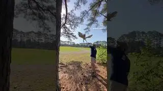 Releasing Bounty, my red-tailed hawk back into the wild after two years as a falconry bird!