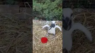 Кормление птенцов аиста естественной пищей 