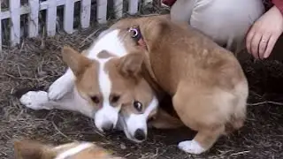 Crazy Young Goro & corgi やんちゃ過ぎるゴローさん