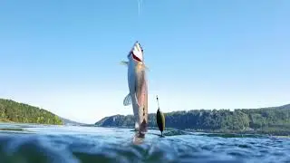 Хариус под водой