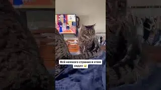 эй, кот! что с тобой?!🤣