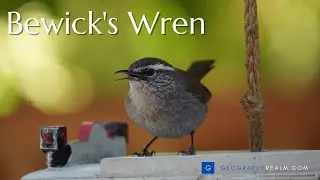 Bewick's wren guarding a nest