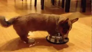 Bandit the Corgi vs Ice Water