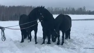 Backstage с фотосессии. Фризские жемчужины 🖤🖤🖤.