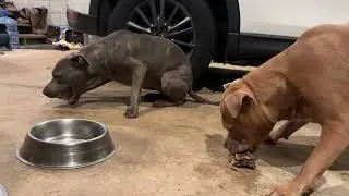 Birthday steak - 3 years old