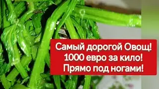 Мой Завтрак за 100 евро! Самый дорогой овощ Hop shoots vegetal у вас под ногами! 3 рецепта