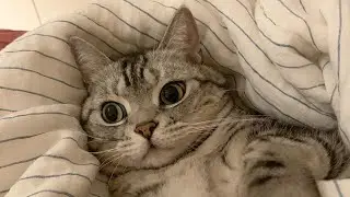 😂 Funniest Cats and Dogs Videos 😺🐶 || 🥰😹 Hilarious Animal Compilation №601
