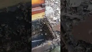 Bees moving into new beehive #bees #beekeeper #beekeepers #honey #beehive #beelife