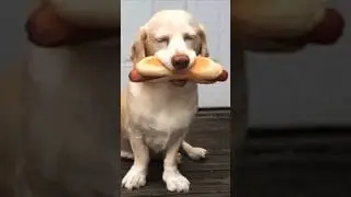 Happy Dog Song