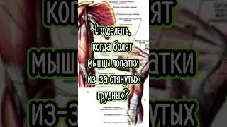 Болят мышцы лопатки из-за стянутых грудных. Что делать?