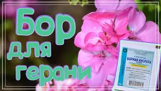 Бор для герани. Опрыскивание пеларгоний борной кислотой