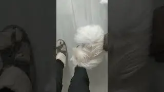 Красивый молодой белый шпиц Рич