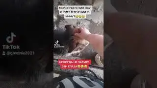НЕМЕЦКАЯ ОВЧАРКА ПРОГЛОТИЛА ОСУ И УМЕРЛА В ТЕЧЕНИИ 10 МИНУТ! НЕ ЗАБУДУ ЭТИ ГЛАЗА! 