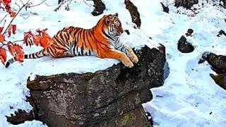 Siberian Tiger: The World's Most Majestic Predator