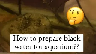 How to prepare black water for aquarium fish???#aquarium #fishkeepinghobby #angelfish