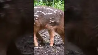 Пуду — самый маленький в мире олень. Самые маленькие животные 