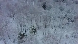 Winter forest 4K flight relaxation