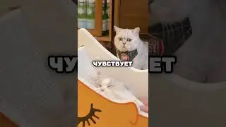 Этот кот был ИГНОРИРОВАН своим хозяином 😢💔